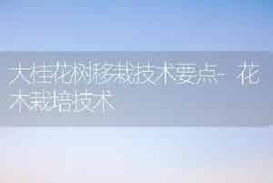 大桂花树移栽技术要点-花木栽培技术