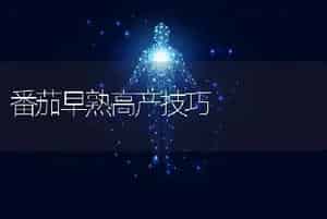 番茄早熟高产技巧