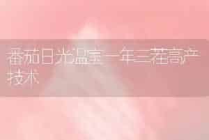 番茄日光温室一年三茬高产技术