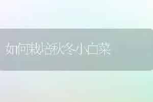 如何栽培秋冬小白菜