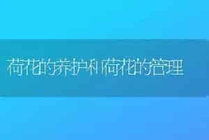 荷花的养护和荷花的管理