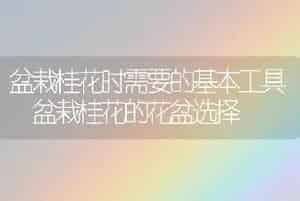 盆栽桂花时需要的基本工具 盆栽桂花的花盆选择