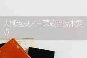 大棚越夏大白菜栽培技术要点