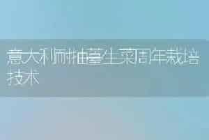意大利耐抽薹生菜周年栽培技术