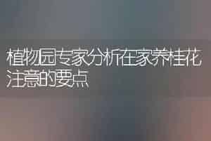植物园专家分析在家养桂花注意的要点