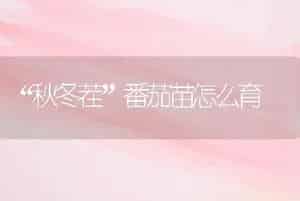 “秋冬茬”番茄苗怎么育