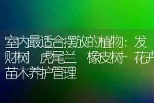 室内最适合摆放的植物：发财树 虎尾兰 橡皮树-花卉苗木养护管理