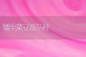 矮生菜豆新品种