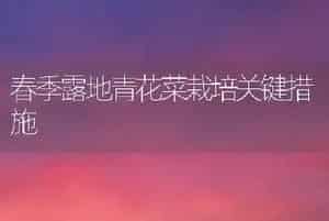 春季露地青花菜栽培关键措施