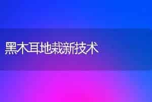 黑木耳地栽新技术
