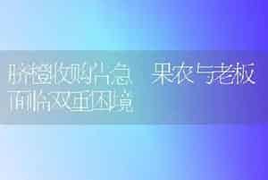 脐橙收购告急 果农与老板面临双重困境