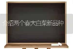 介绍两个春大白菜新品种