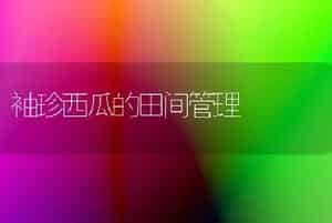 盆栽荷花怎样养护