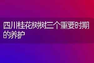 四川桂花树树三个重要时期的养护