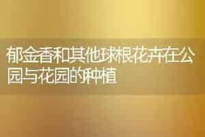 郁金香和其他球根花卉在公园与花园的种植