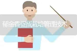 郁金香促成栽培管理技术