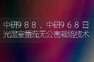 中研988、中研968日光温室番茄无公害栽培技术