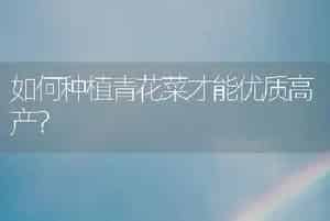 如何种植青花菜才能优质高产？