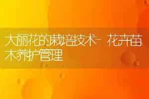 大丽花的栽培技术-花卉苗木养护管理
