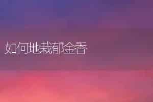 如何地栽郁金香