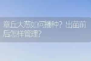 章丘大葱如何播种？出苗前后怎样管理？