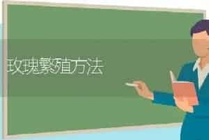玫瑰繁殖方法
