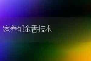 家养郁金香技术