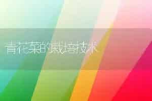 青花菜的栽培技术
