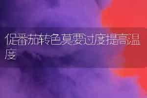 促番茄转色莫要过度提高温度