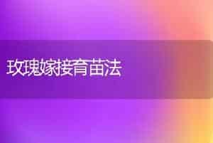 玫瑰嫁接育苗法