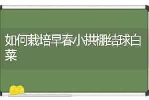 如何栽培早春小拱棚结球白菜