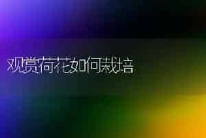 观赏荷花如何栽培