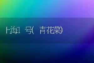 上海1号(青花菜)