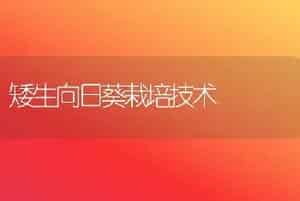 矮生向日葵栽培技术