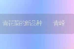 青花菜的新品种――青峰