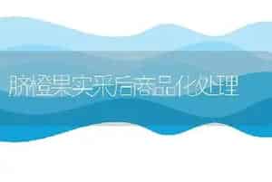 脐橙果实采后商品化处理