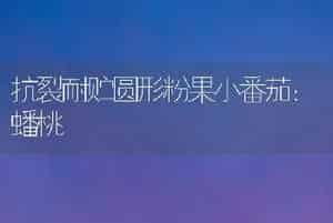 抗裂耐贮圆形粉果小番茄：蟠桃