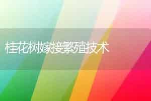 桂花树嫁接繁殖技术