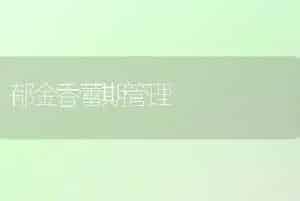 郁金香蕾期管理