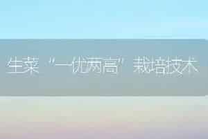 生菜“一优两高”栽培技术