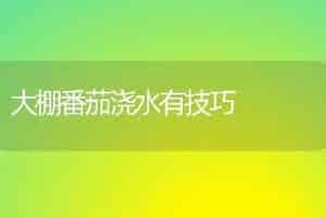 大棚番茄浇水有技巧