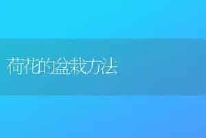 荷花的盆栽方法