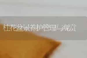 桂花盆景养护管理与观赏