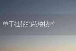 单干桂花的栽培技术