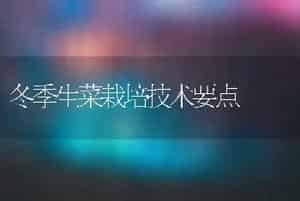 冬季生菜栽培技术要点