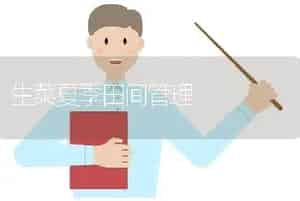 生菜夏季田间管理