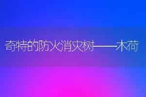 奇特的防火消灾树——木荷