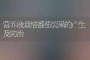 营养液栽培番茄裂果的产生及防治