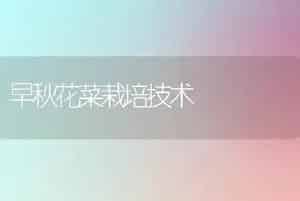 早秋花菜栽培技术