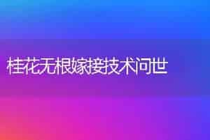 桂花无根嫁接技术问世